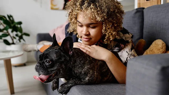 dog: french bulldog panting on couch 1394774570