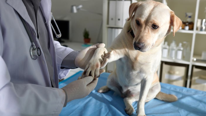 A vet examines a dog's paw.