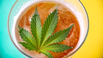 Health: Substance use: marijuana leaf in beer glass 1161224925