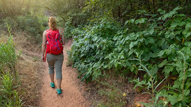 Environmental: woman hiking on trail with poison ivy 1306285628