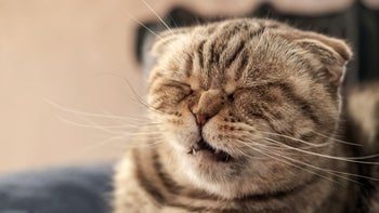 Cat: cat sneezing 1351435164