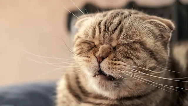 Cat: cat sneezing 1351435164