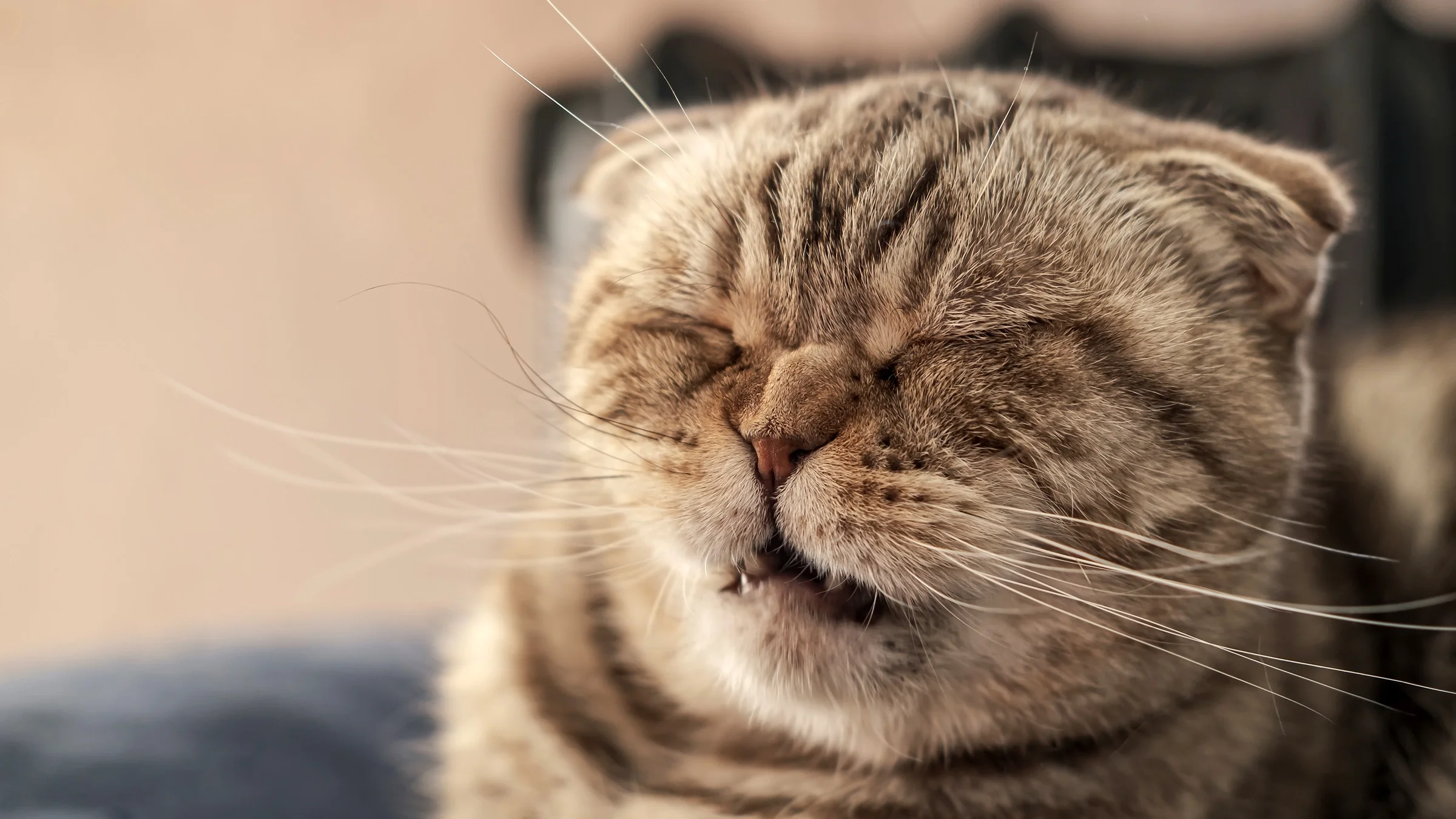 A cat is sneezing in a portrait.