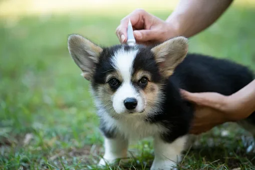Best Flea Treatments for Dogs and Cats