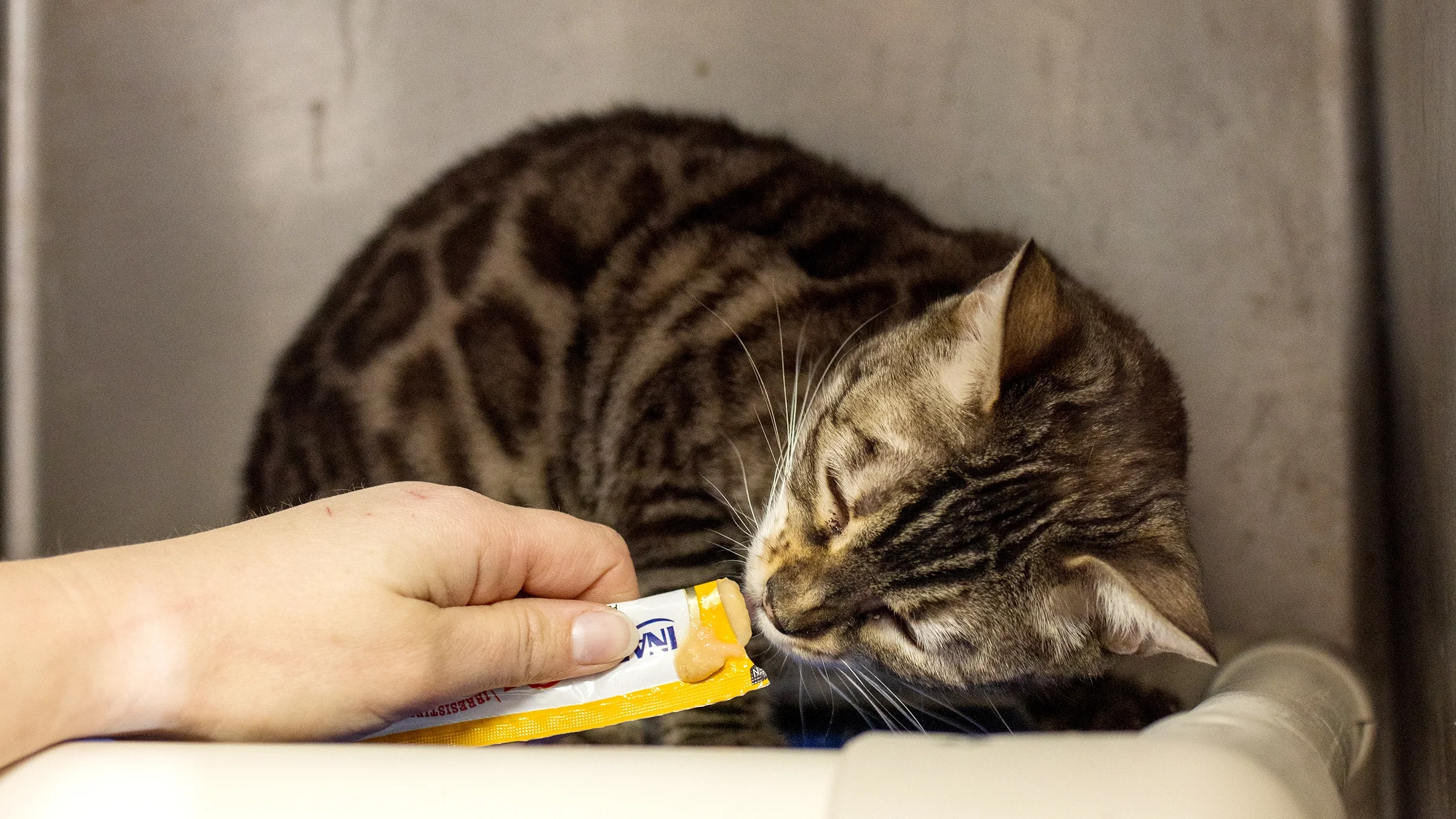 A cat eats from a pouch treat being offered to them.