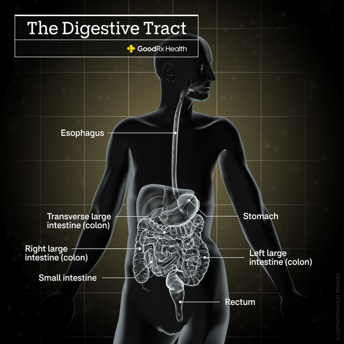 A 3D illustration of the digestive tract including esophagus, transverse large intestine (colon), stomach, right large intestine (colon), left large intestine (colon), small intestine, and rectum.