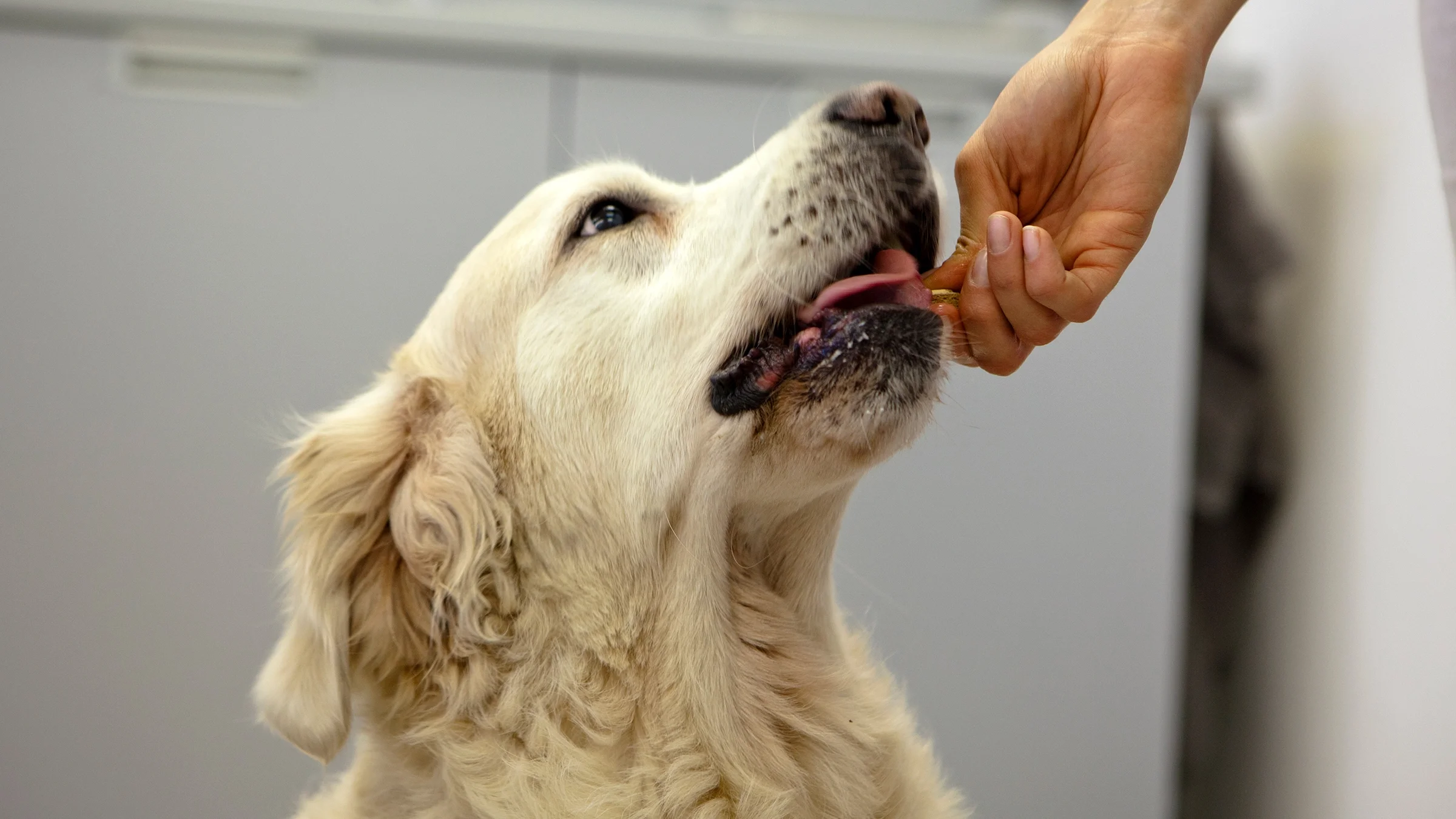 A dog receives a treat.