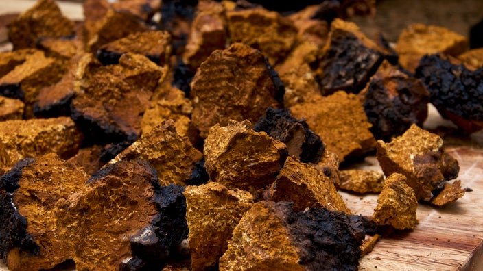 Chaga mushroom caps are shown.