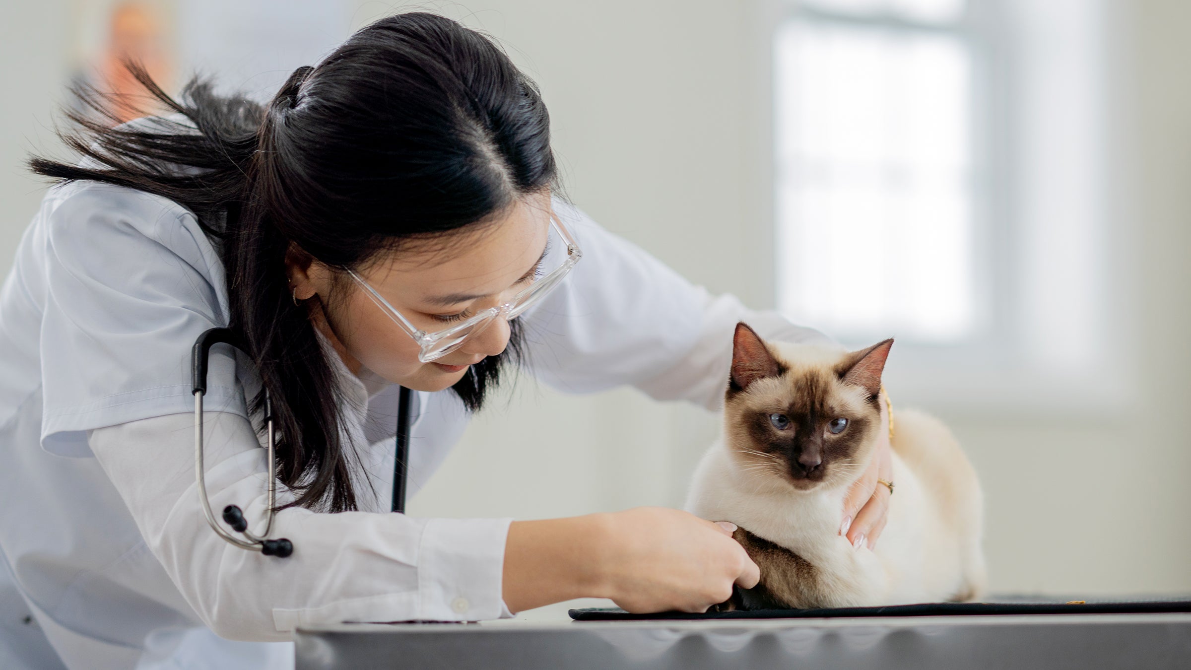cat: siamese cat at the vet 2163518829