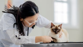cat: siamese cat at the vet 2163518829