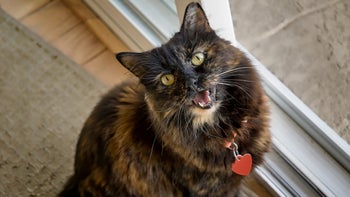 Cat: Pain: cat meowing for attention 927834328