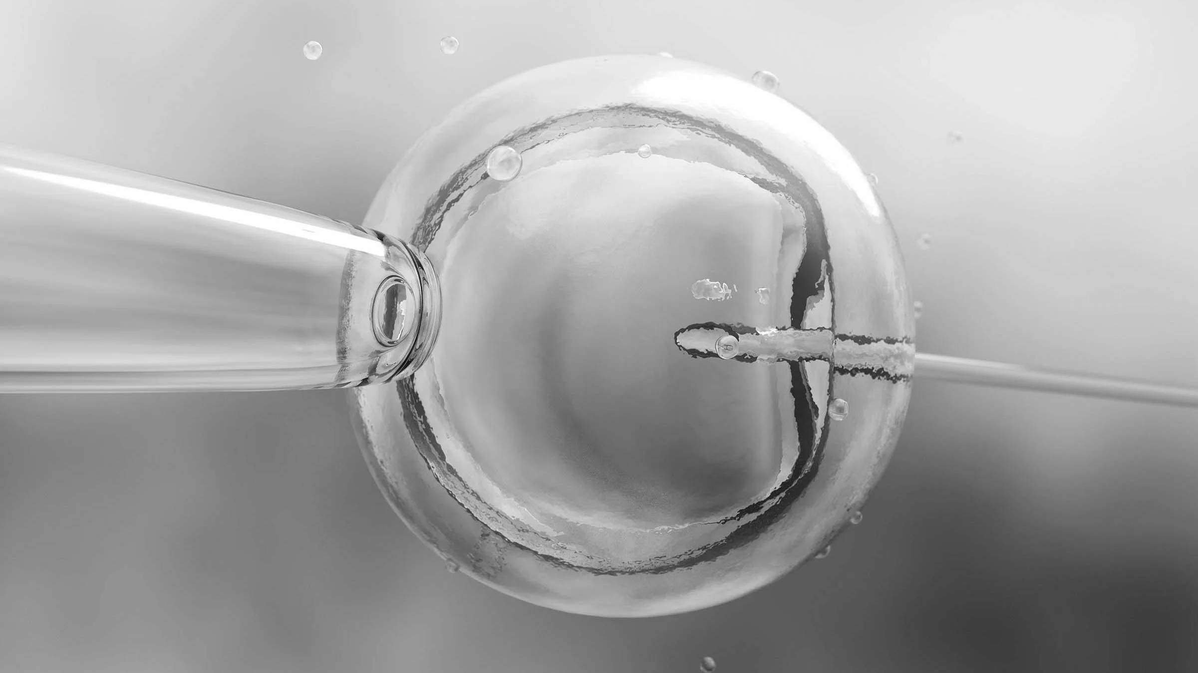 Microscopic view of in vitro fertilization (IVF). There is an egg that looks like a "bubble" with a needle being inserted from the right side.