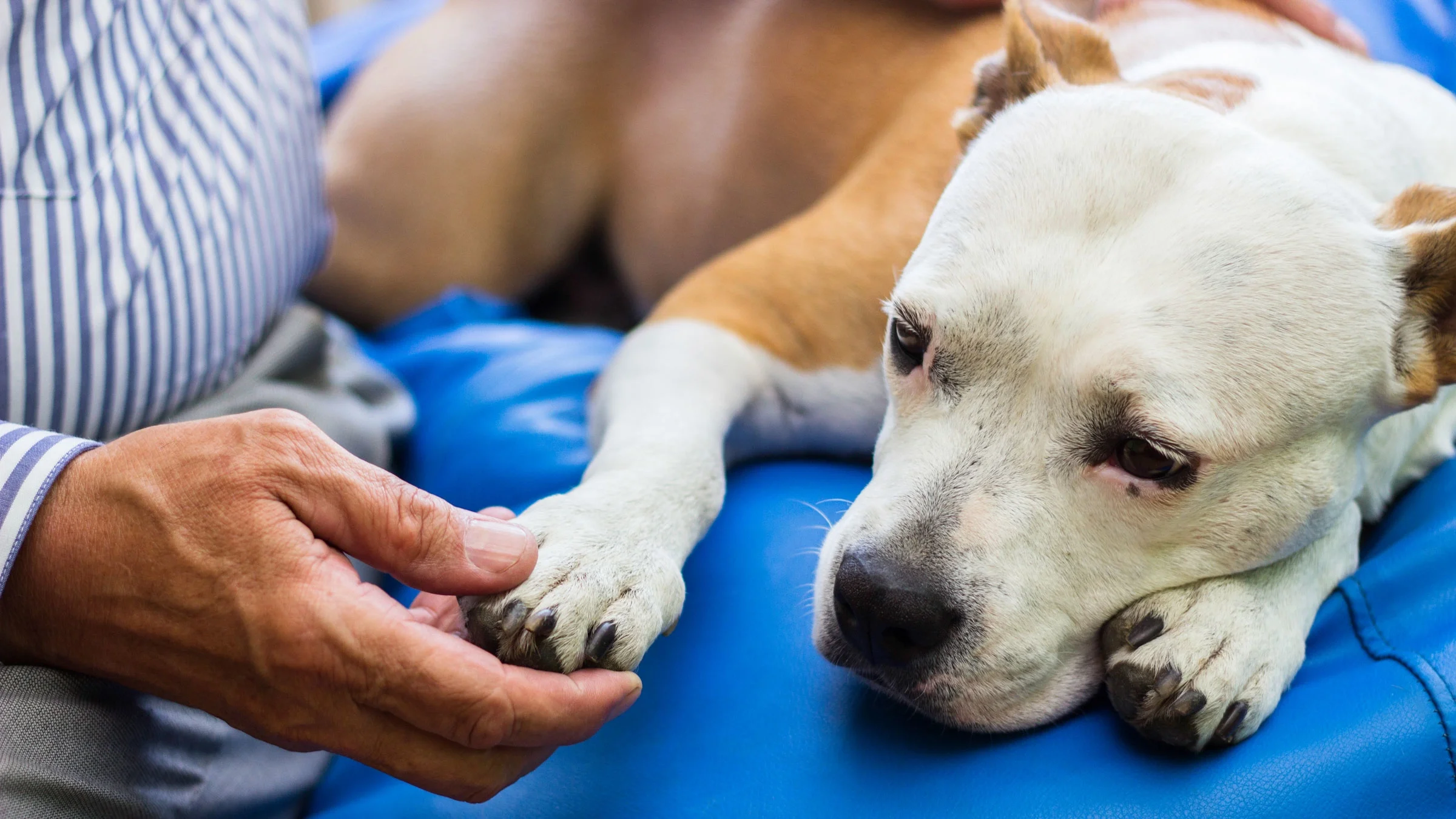 A sick dog sits with its owner.