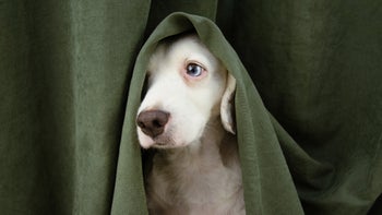 dog: scared dog hiding behind a curtain 1262406330