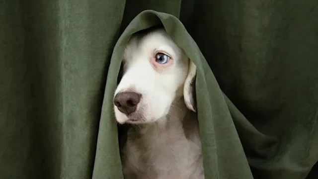 dog: scared dog hiding behind a curtain 1262406330