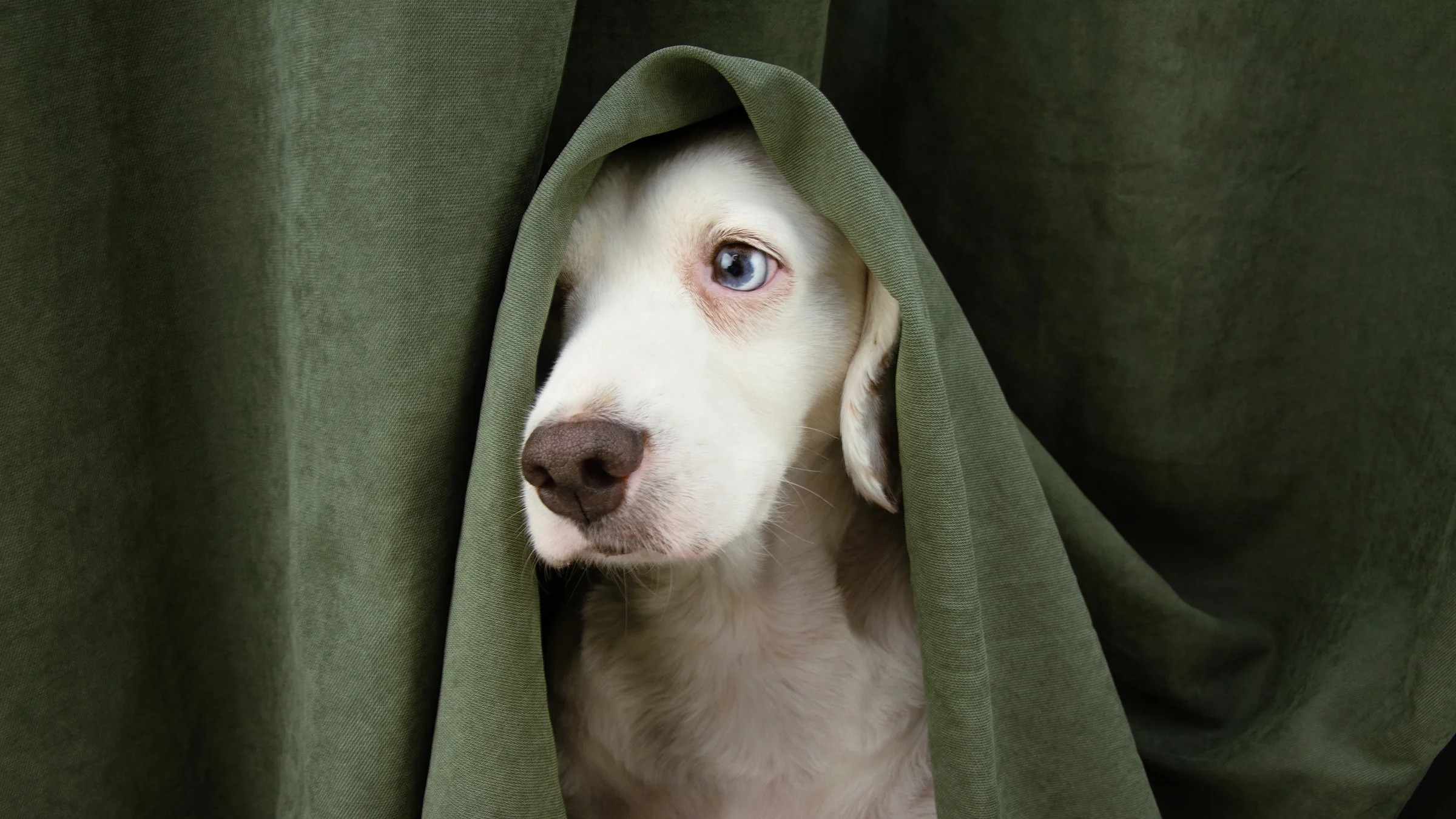 A dog looks anxious while hiding under a curtain.