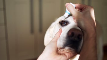 pets: closeup eye drops labrador retriever 1346146192