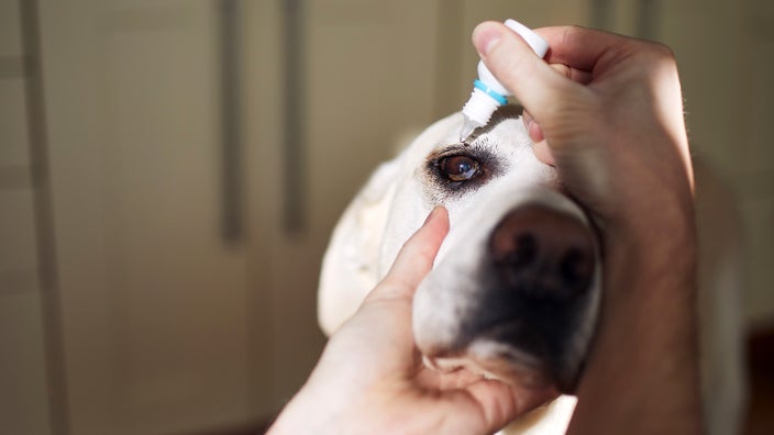 Eye drops are applied to a Labrador retriever.