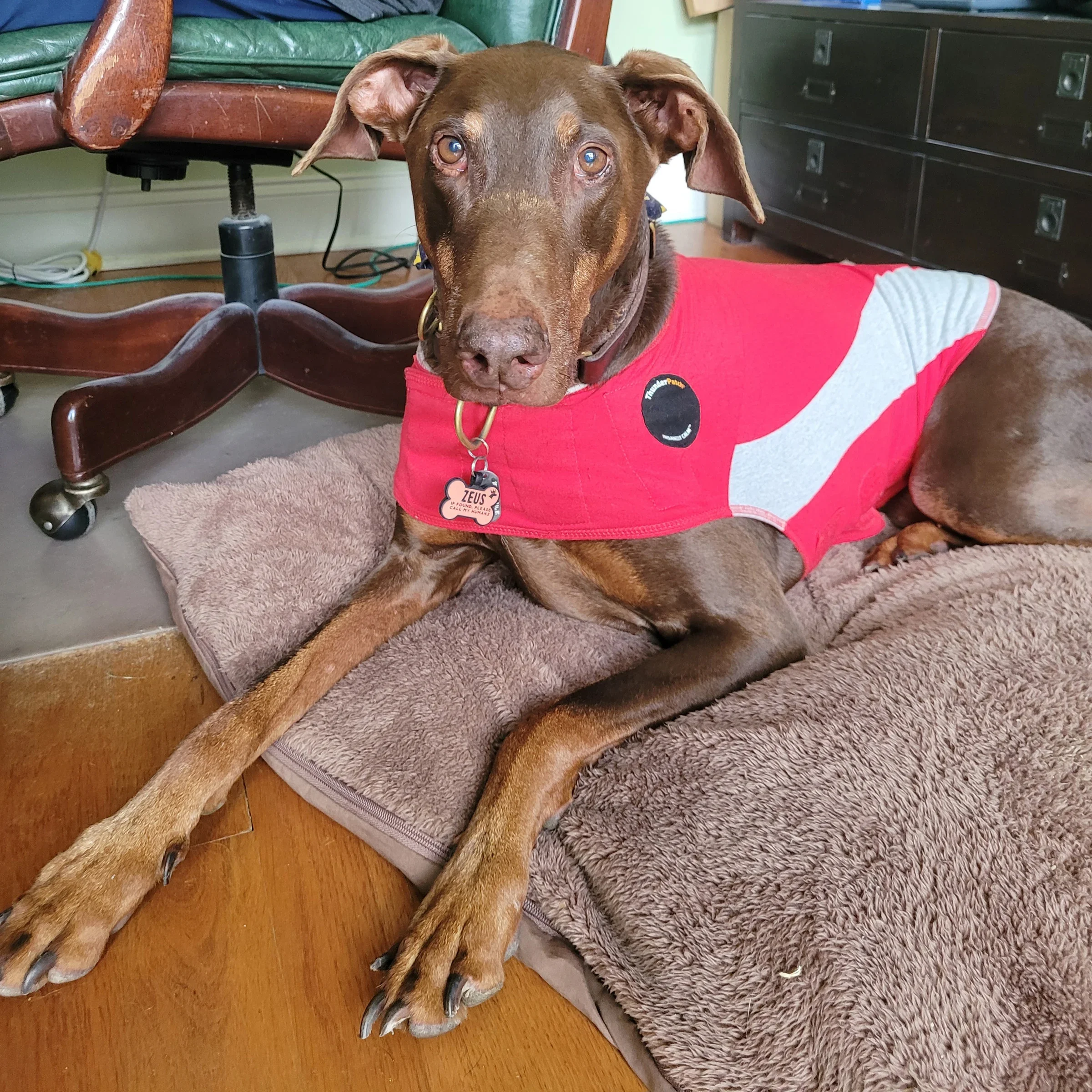 Zeus, a 9-year-old Doberman, is pictured wearing a calming vest.