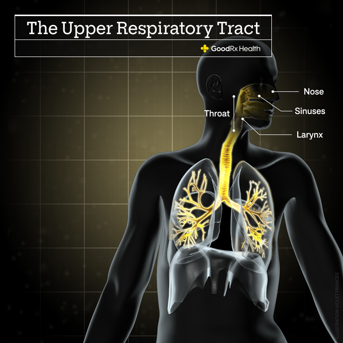 A 3D illustration of the upper respiratory tract including nose, throat, sinuses, and larynx.