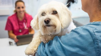 Dog: owner bringing pet to the vet 1430066962