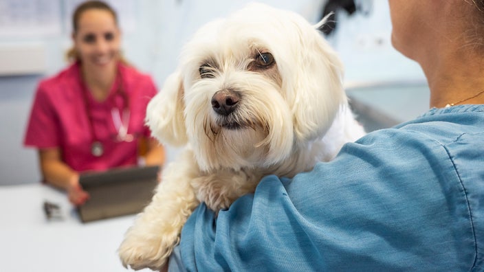 A dog is being held by their owner during a checkup at the vet.