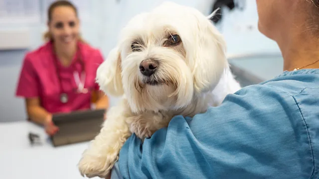 Dog: owner bringing pet to the vet 1430066962