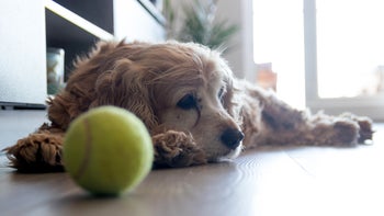 Health: Dog: senior spaniel with tennis ball-1345540219