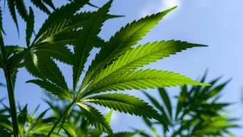 Cannabinoids: cannabis plant with blue sky 1055231912