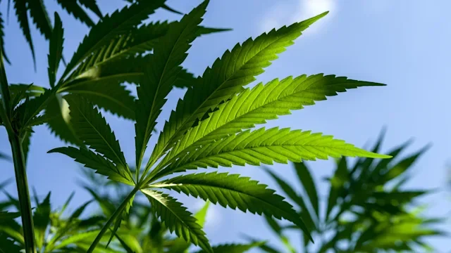 Cannabinoids: cannabis plant with blue sky 1055231912