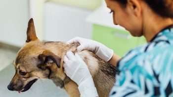 Dog: Pet: vet examines dog fur 922692824