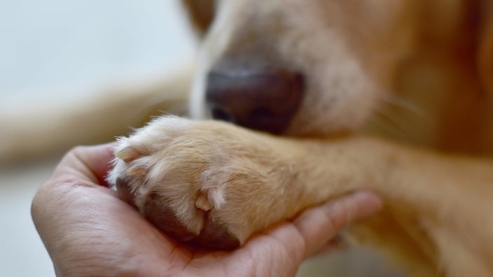 Close-up of a person holding their pet's paw.