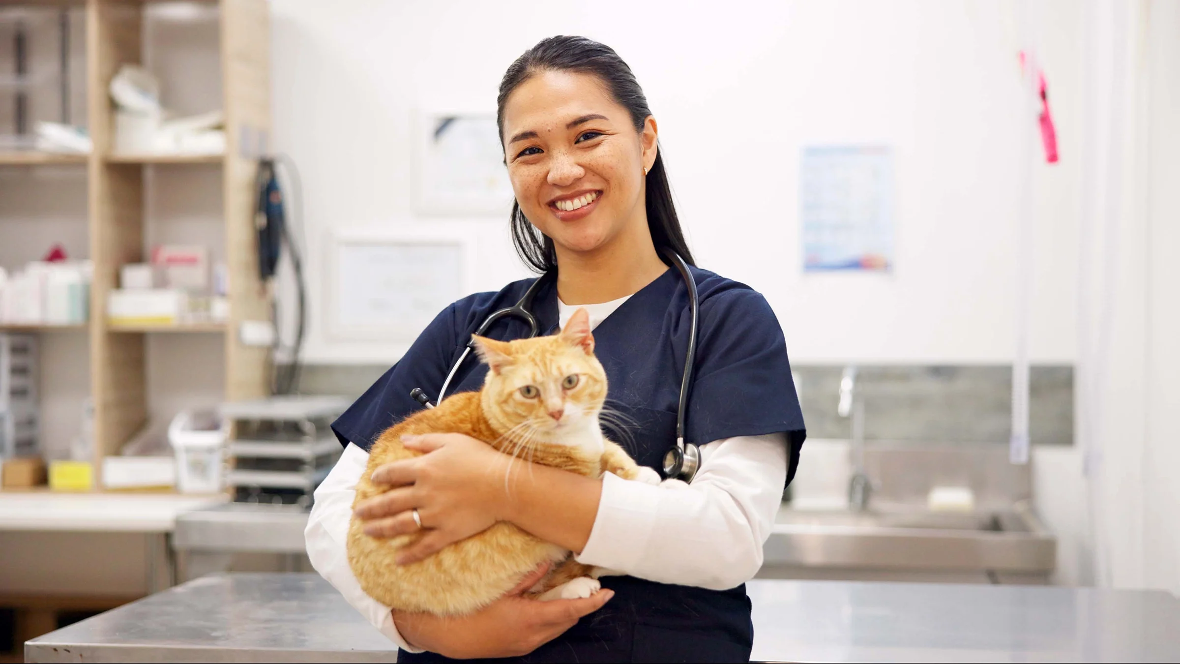 A veterinary professional is holding a cat in a portrait.