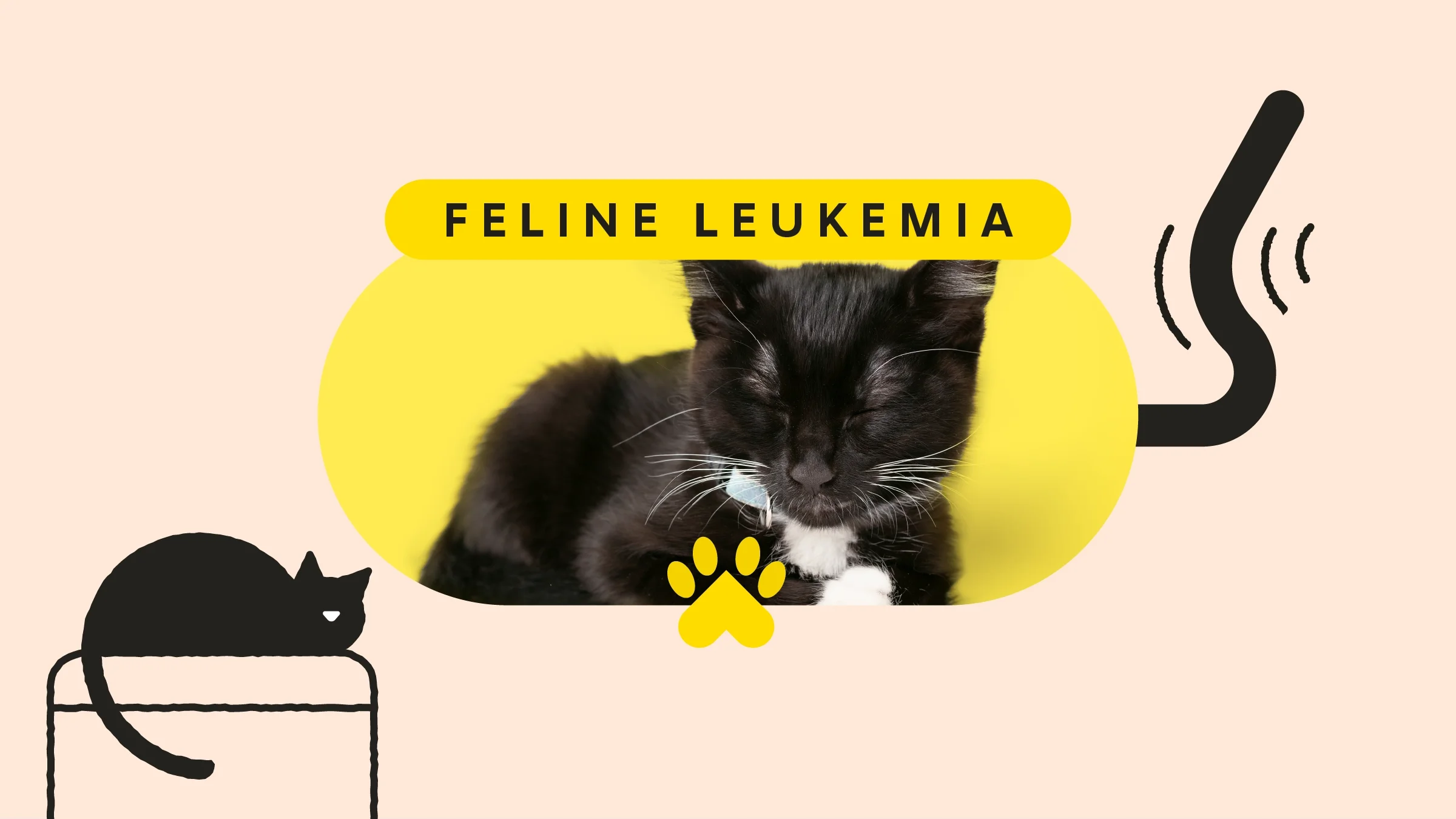 A photo of a black-and-white cat is under text reading “Feline Leukemia” and surrounded by cat-themed doodles.