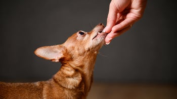 Dog: feeding dog a treat 2055637608
