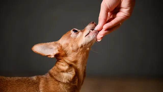 Capstar for Dogs: Get Rid of Fleas Fast