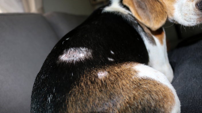 A close-up photograph shows an infection on a beagle’s back.