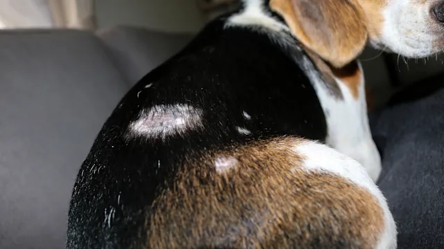 Health: Dog: closeup infection on beagle 1397052037