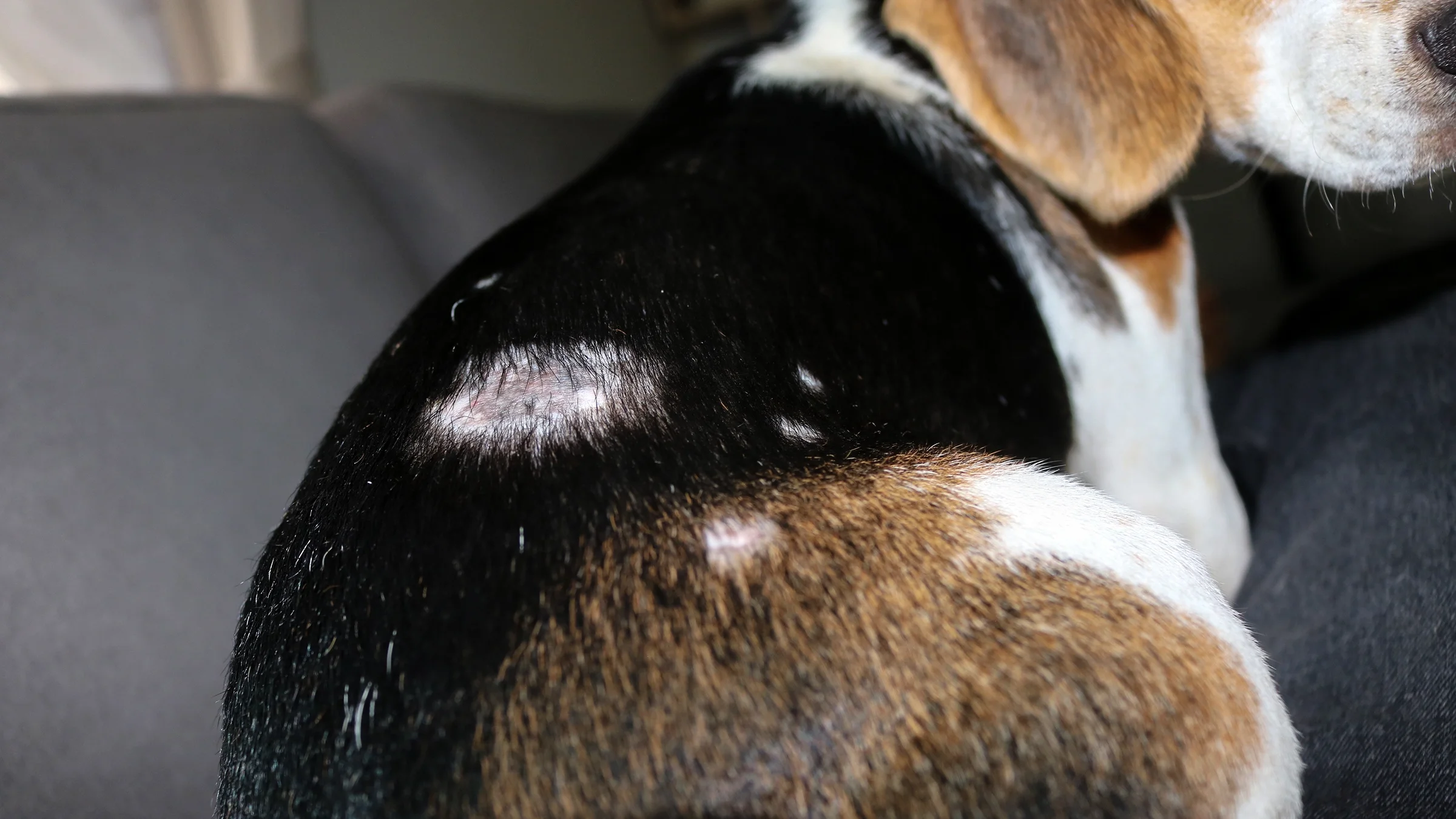 A close-up photograph shows an infection on a beagle’s back.