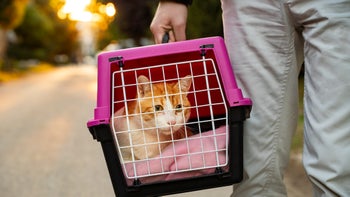 Cat: closeup man holding cat in carrier 1343267701