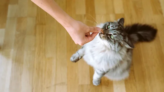 cat: hand giving cat a treat 1662762275