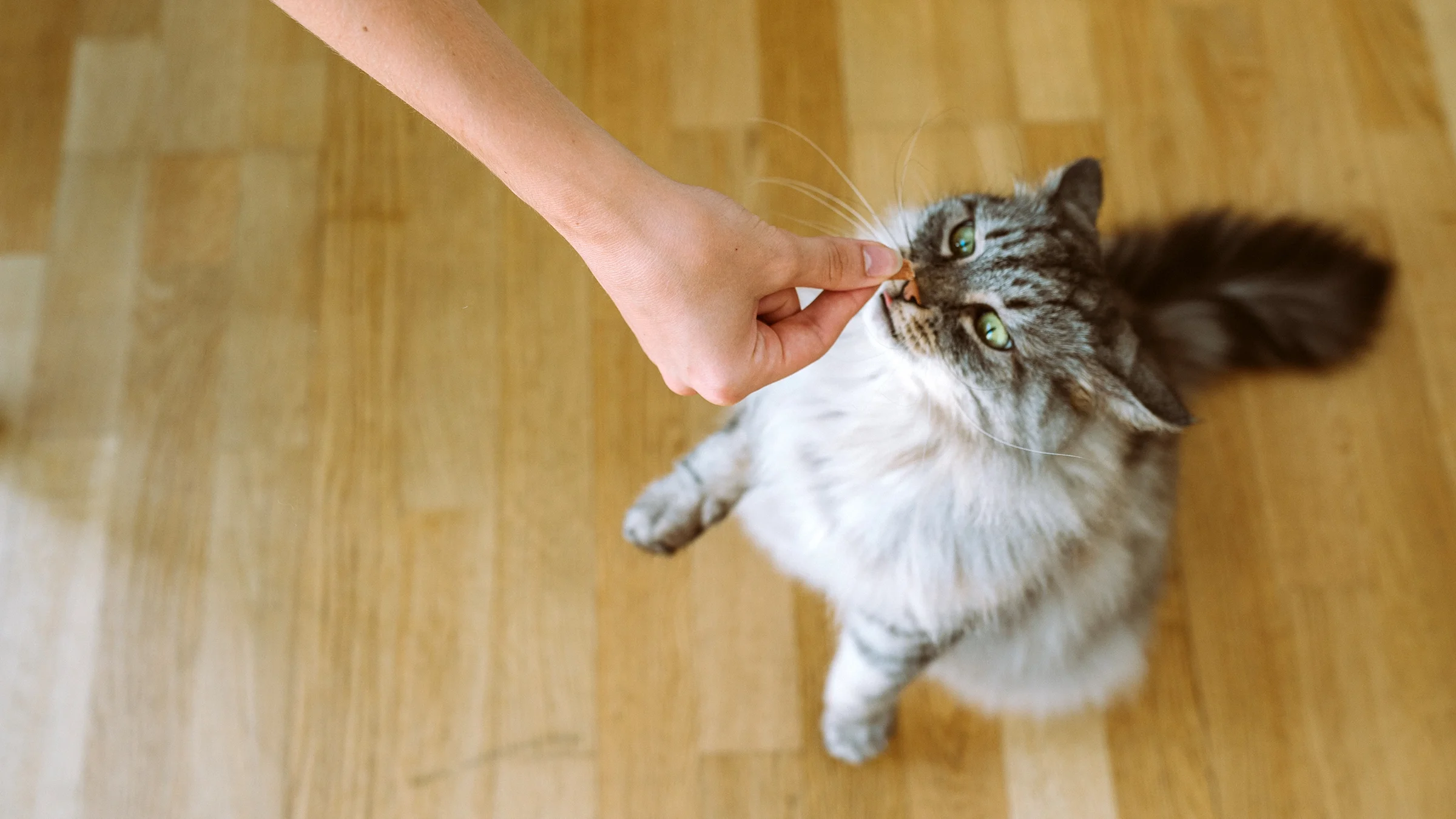 A cat receives a treat.