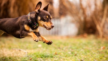 Dog: dog leaping in air 167191566