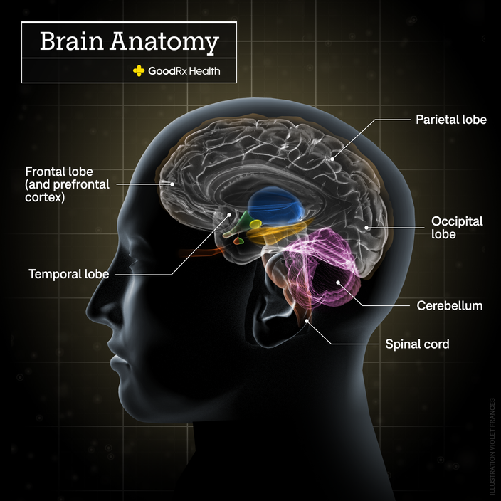 A 3D illustration of the brain anatomy including frontal lobe (and prefrontal cortex), parietal lobe, occipital lobe, temporal lobe, cerebellum, and spinal cord.