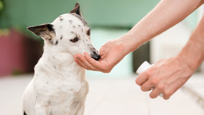How Do You Use Gabapentin for Dogs? - GoodRx