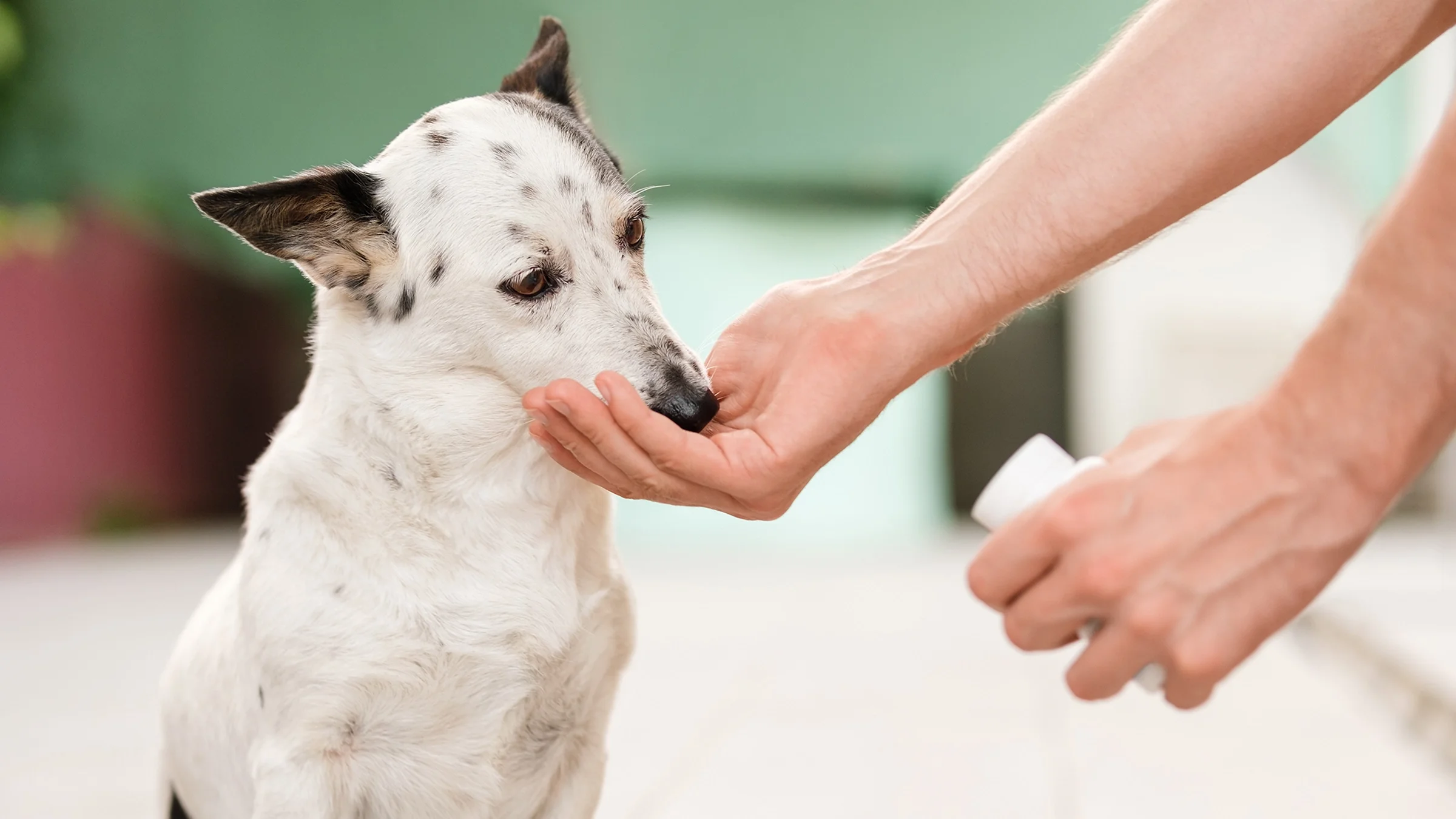A person gives medicine to their dog.