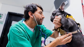 Dog: examining french bulldog 2151161736