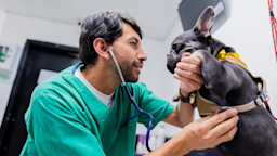 Vet examining a French bulldog in an animal clinic.
Frazao Studio Latino/E+ via Getty Images