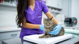 A cat at a vet appointment.
ArtistGNDphotography/E+ via Getty Images