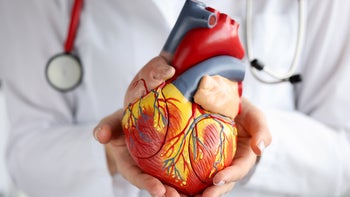 Heart: Cardiologist: cropped doctor holding scientific heart model 1355075846